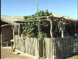 palapa7.jpg (13697 bytes)