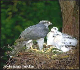 goshawk7.jpg (9899 bytes)